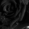 trinh_huyen